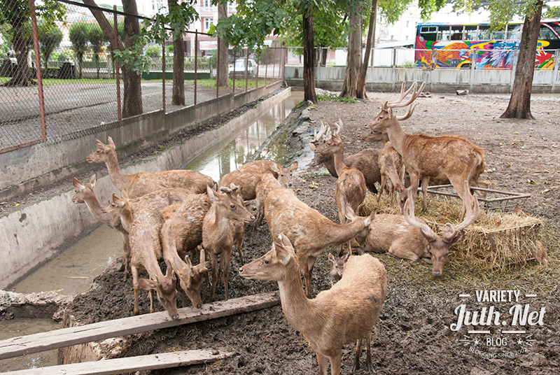 RUSA DEER กวางรูซ่า