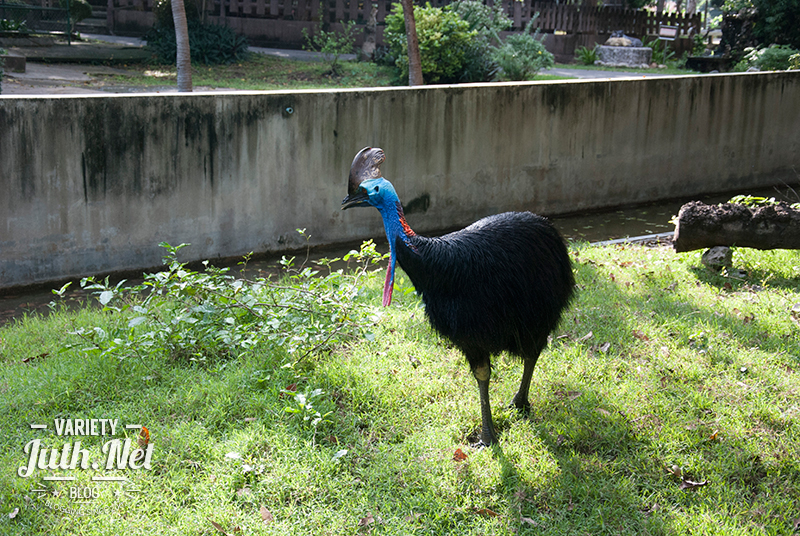 นกแคสโซแวรี Cassowary