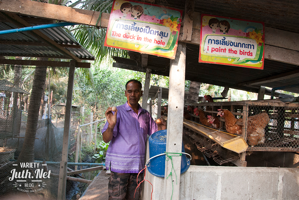 การเลี้ยงไก่หลุม เป็ดไข่หลุม