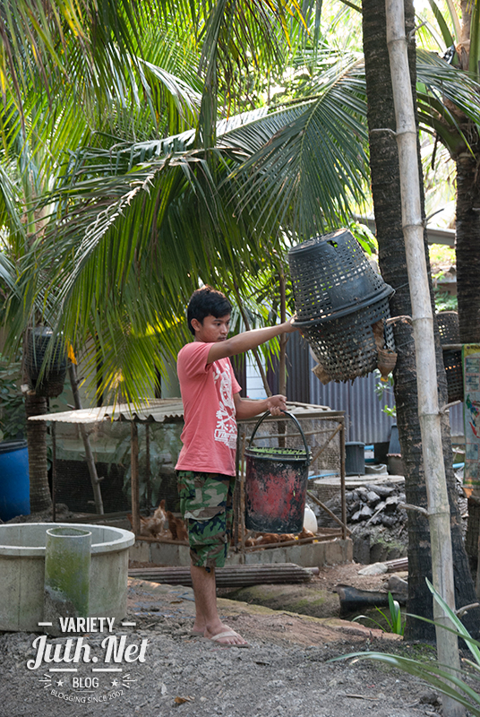 ให้อาหารไก่ไข่