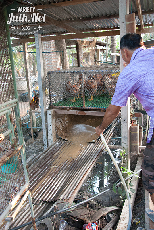 การทำแก๊สชีวภาพใช้เองจากมูลไก่ไข่ เป็ดไข่