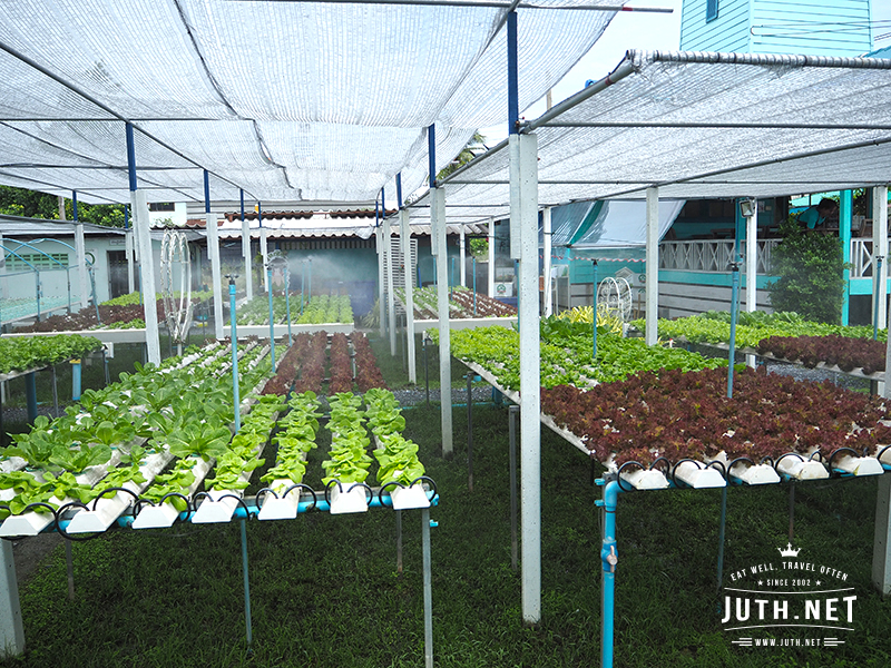 Veggie Mill Hydroponic Farm