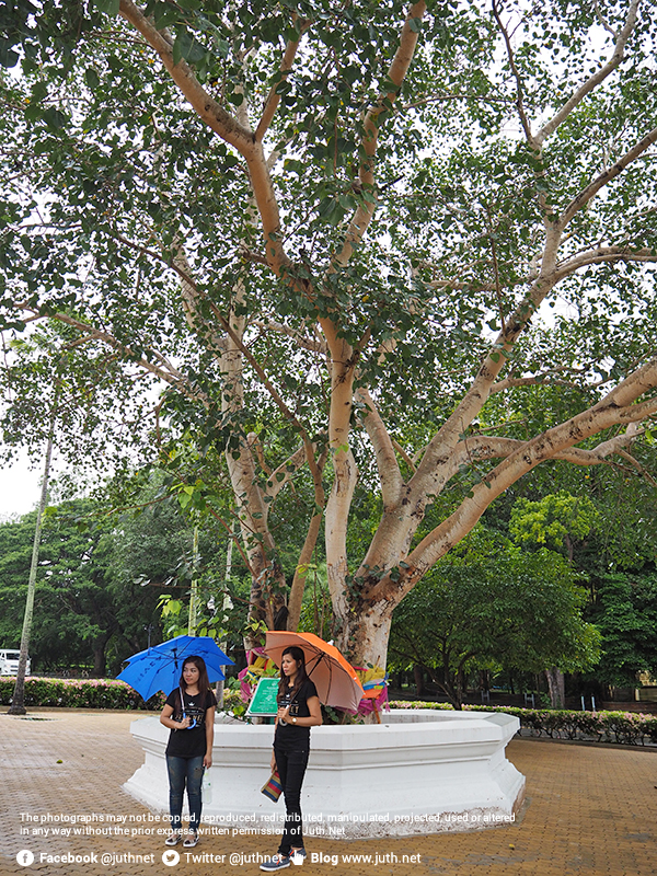 ต้นพระศรีมหาโพธิ์